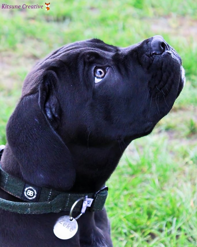 A black dog with a collar gazes upwards, showcasing its expressive eyes.